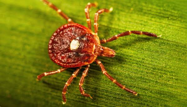 Southern Seven Health warns of rising numbers of Lone Star ticks