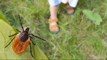 Health officials warn of rising tick activity across Portland metro area. Here's what you need to know