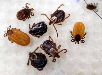 Berkshire urgent cares see surge in tick-related visits — and two cases of Alpha-gal syndrome