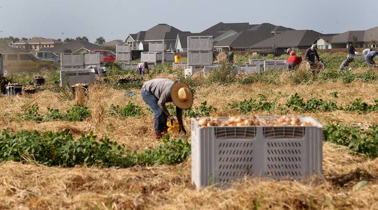 Parkinson’s Disease Is Consistently Linked to Pesticide Exposure. Farmworkers — and Nearby Communities — Are at Risk in Texas’ Rio Grande Valley.
