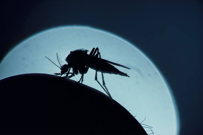 West Nile virus season is off to worst start in 20 years. Most cases are in Arizona