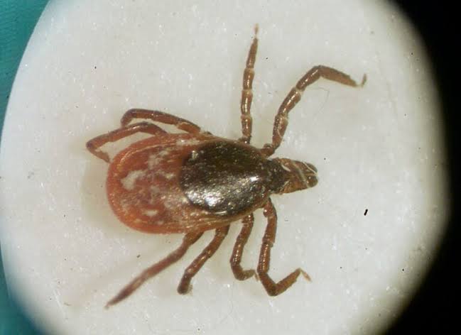 How to keep ticks out of your yard — and off of you