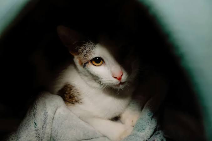 Injured Cat Left Outside a Rescue Looks Around, Confused, With 'No Idea' What Just Happened