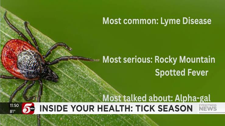 Inside Your Health: Tick bites activity on the rise in Minnesota