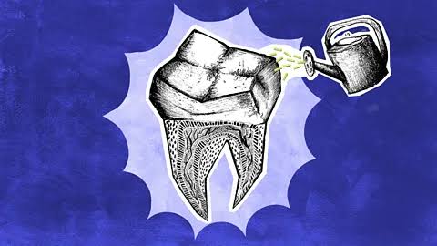 Scientists are regrowing human teeth