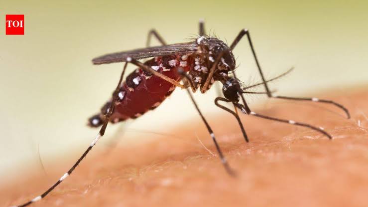 Wealthy US neighbourhoods paid to spray mosquitoes: By 2023, the insects had evolved resistance across 84