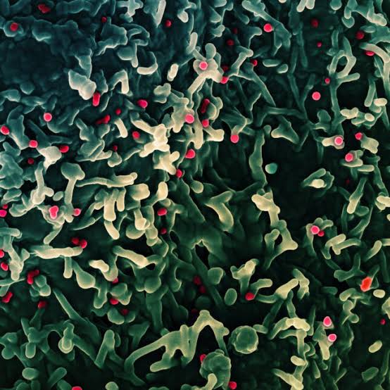 Senior NIH scientist, research fellow charged with bringing deactivated mpox virus into U.S.