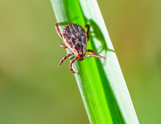 Tick season is here: How to protect yourself and your pets