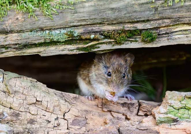 Hantavirus on cruise ship confirmed as rare type that can spread human-to-human