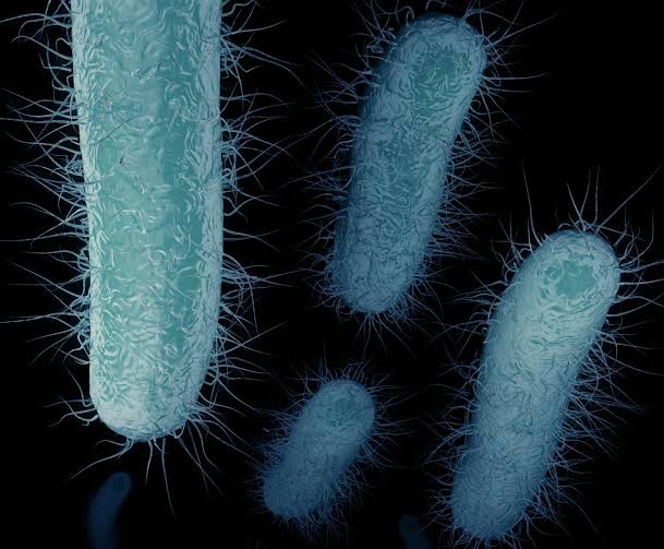 The resistance gene that’s causing ‘nightmares’ in US hospitals