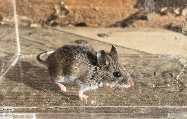 Colorado Department of Public Health and Environment confirms hantavirus case