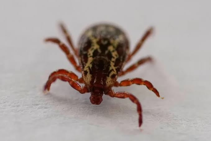 ‘We’re in for a bad year’: Scientists see warning signs for Lyme disease, tick-borne illnesses