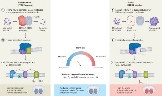 Oxygen relief for a proteostasis-driven disease associated with mitochondrial complex I dysfunction