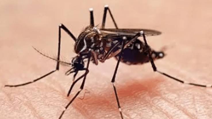 First mosquito trap in Williamson County tests positive for West Nile virus
