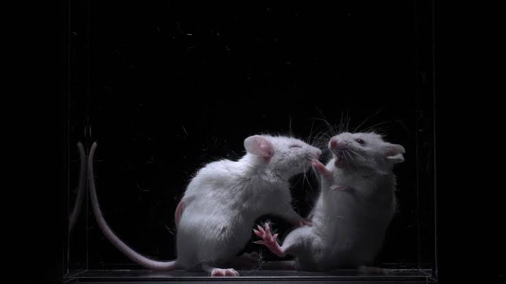Japanese scientists identify neural mechanism that may explain why we dislike people
