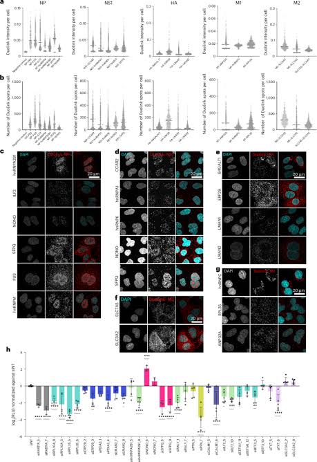 Mapping in-cell protein contact sites reveals hijacking of paraspeckles during influenza A virus infection