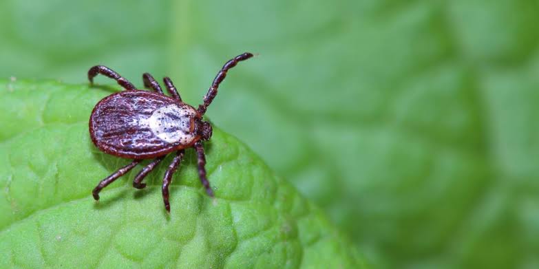It’s Tick Time! What to Know