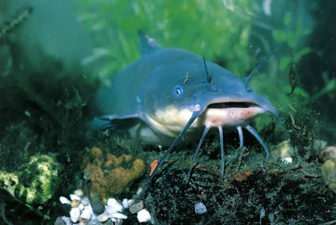 Scientists discover 1st known likely transmissible cancer in wild catfish