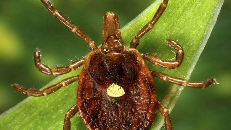 Tick-borne illness alpha-gal syndrome now considered public health threat in Mass.