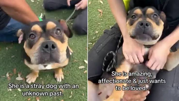 Shelter Dog ‘Mistaken as Scary’ Doesn’t Know Why Humans Leave When She Wants Them To Stay