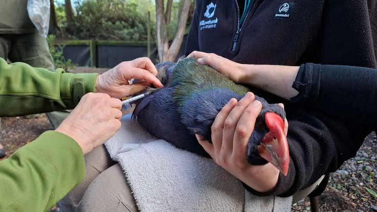 An invisible serial killer arrived. Now this nation is racing to protect its treasured native birds
