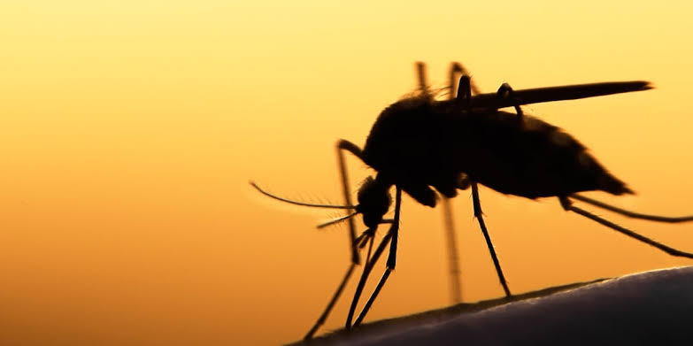 First West Nile virus-positive mosquitoes reported in three Las Vegas ZIP codes