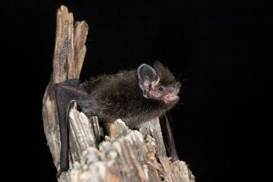 6-year-old girl bitten by rabid bat while playing outside her Wisconsin home, family says