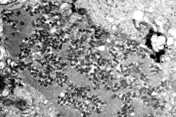 Central Pennsylvania veterinarian warns community of rabid kitten