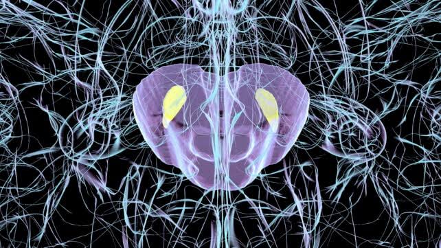 Common Virus Triggers Parkinson's-Like Brain Damage in Mice