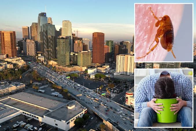 Vile flea-borne vomiting illness hits LA neighborhood as urgent warning issued