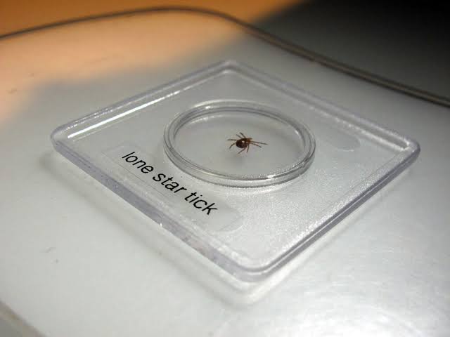 Mass. takes up new tracking for tick-borne alpha-gal syndrome, which causes red meat allergy