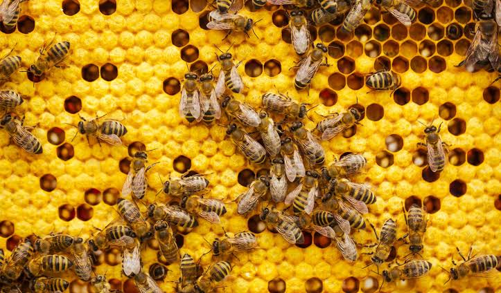 Almost a quarter of Dutch bee colonies did not survive last winter