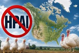 US completes month with no HPAI cases in commercial poultry