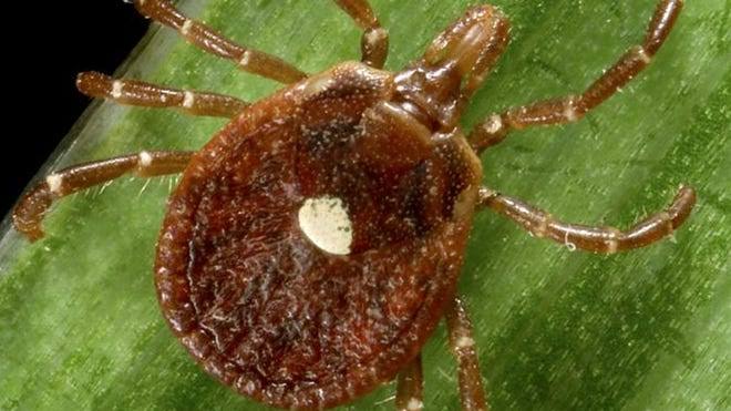 More lone star ticks, which cause red meat allergy, show up in Wisconsin