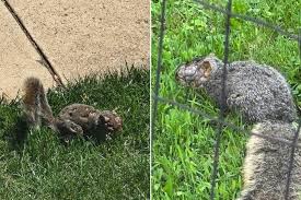 Grotesque ‘zombie squirrels’ with oozing warts spotted roaming through US backyards
