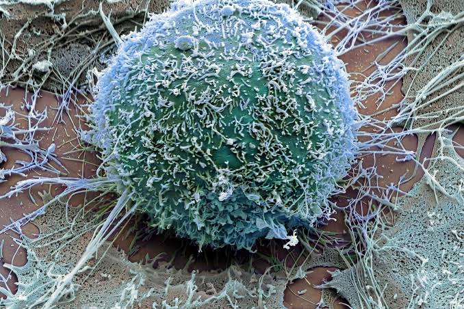 South African scientists make breakthrough in decoding cancer’s most effective survival strategy