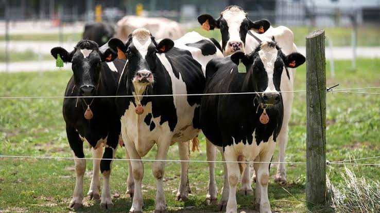 Box Elder County declares local state of emergency due to bird flu affecting dairy cattle