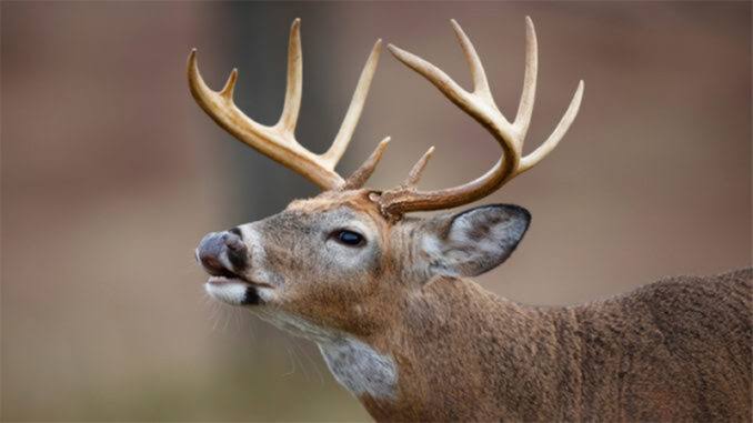 7 North Carolina counties to get August deer season