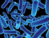 Cleveland Clinic study links gut microbe byproduct to heart arrhythmia