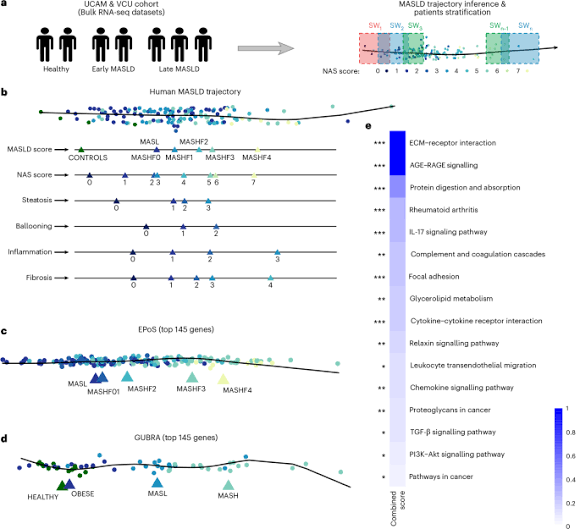 A data-driven framework reconstructs the molecular continuum of human MASLD progression