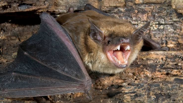 Bat with rabies found in Mahoning County