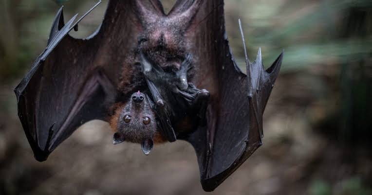 Third rabid bat confirmed in Cook County this year