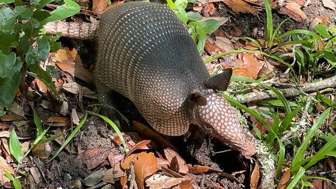Roadside runner may be why leprosy cases are rising in Central Florida