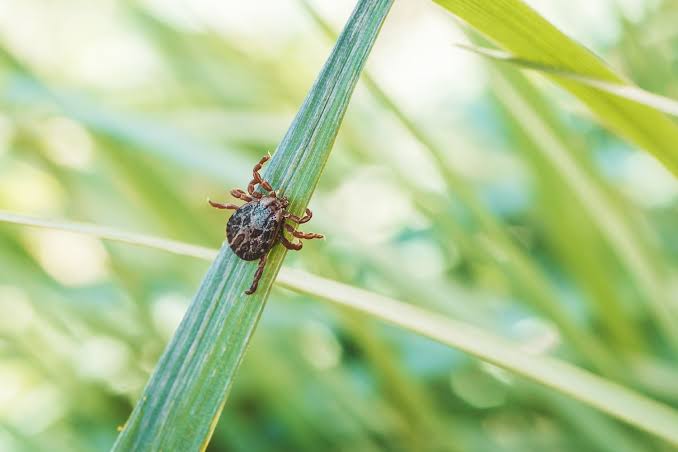 We Asked Pest Pros How to Tick-Proof a Backyard and They Gave Us These 9 Tips