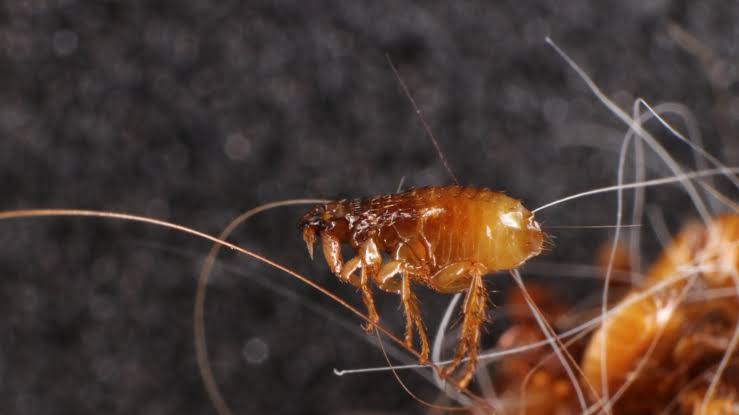 LA Has a Big Flea Problem. Typhus Cases Reached Record High Last Year