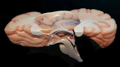 How Indian scientists are mapping the brain's last frontier