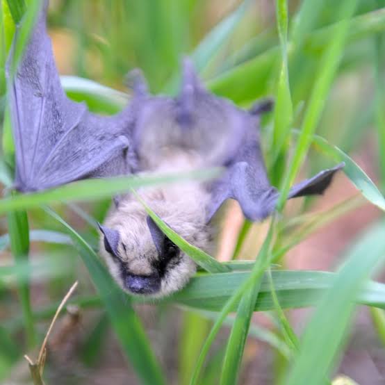 Bat tests positive for rabies in first Boulder County case in 2026