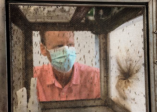 Only 1 Connecticut town has detected West Nile virus every year for the past 5 years