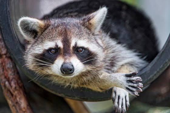 CDC pauses testing for rabies and other serious infectious diseases