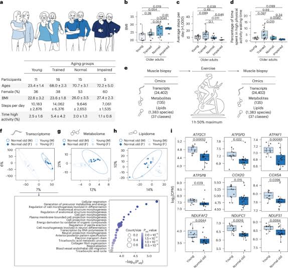 Delayed molecular aging, preservation of energy metabolism and enhanced exercise response in exercise-trained human muscle